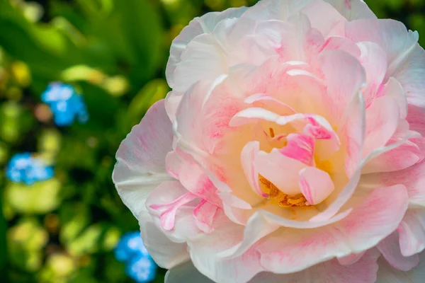 Rosa Tulpen Angelique Eine Blüte Und Eine Knospe Engelstulpe Mit — Stockfoto