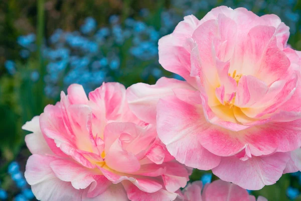 Die Rosa Pfingstrose Blühte Als Doppeltulpe Angelique Voller Blüte Viele — Stockfoto