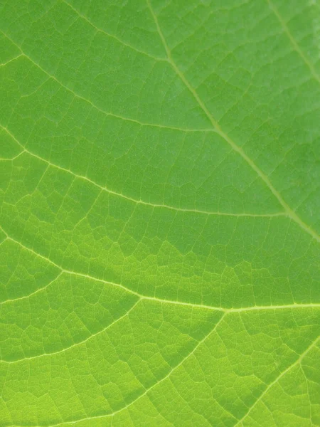 Extreme Close Texture Green Leaf Background Macro View Green Leaf — Stock Photo, Image