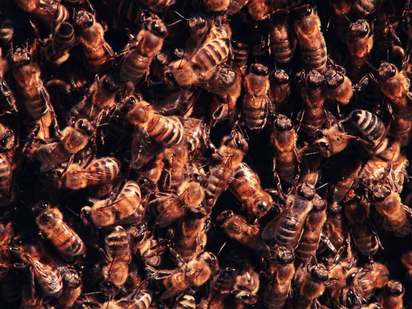 Pszczelarskie Tło Wybiórcze Skupienie Zamykamy Pszczoły Rój Pszczół Ich Tysiące — Zdjęcie stockowe