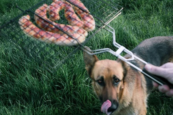 Hondenlikkende Mond Kijkend Gegrilde Worsten Sluiten Van Worst Grill — Stockfoto