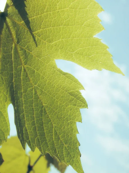 緑の葉の背景の極端なクローズアップテクスチャ マクロビュー 緑の葉の質感 — ストック写真