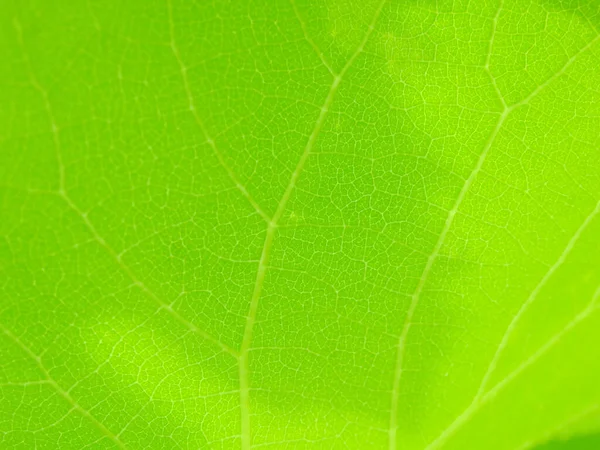 Закрываю Текстуру Зеленого Листового Фона Макро Вид Текстура Зелёного Листа — стоковое фото
