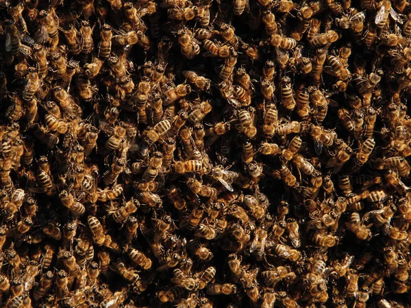 Φόντο Μελισσοκομίας Επιλεκτική Εστίαση Κοντινό Πλάνο Των Μελισσών Σμήνη Μελισσών — Φωτογραφία Αρχείου