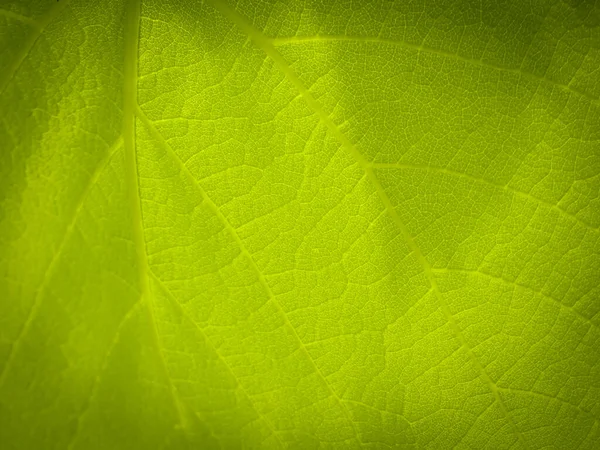 배경의 극도로 매크로 초록빛 — 스톡 사진