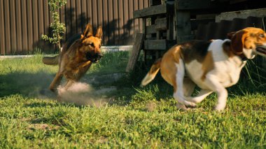 İki köpek birbiriyle kavga ediyor. Saldırgan köpekler. Köpek saldırısı. Alman çoban köpeği