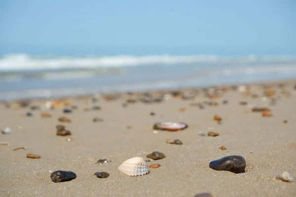 stock image Pebbles and shells on the white sand of a Scandinavian beach. Surf of the North Sea. Travelling, trip.