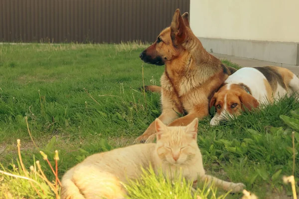 狗和猫最好的朋友一起在户外玩耍 躺在一起 好朋友 — 图库照片