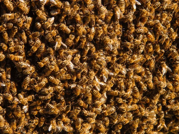 Beekeeping Background Selective Focus Close Bees Swarm Bees Thousands Queen — Stock Photo, Image