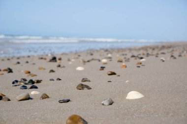 İskandinav sahilinin beyaz kumlarında çakıl taşları ve deniz kabukları. Kuzey Denizi sörfü. Seyahat, seyahat.