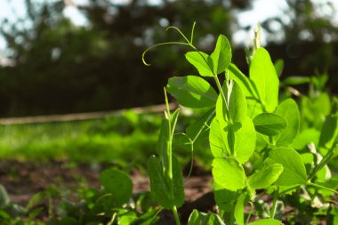 Genç bezelyelerin yetiştiği tarımsal tarlalar, büyüyen bezelyelerin yakınında. Bahçede sebze bahçesi, parlak yaz ışıklarının altında.