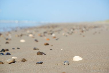 İskandinav sahilinin beyaz kumlarında çakıl taşları ve deniz kabukları. Kuzey Denizi sörfü. Seyahat, seyahat.