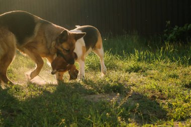 İki köpek birbiriyle kavga ediyor. Saldırgan köpekler. Köpek saldırısı. Alman çoban köpeği