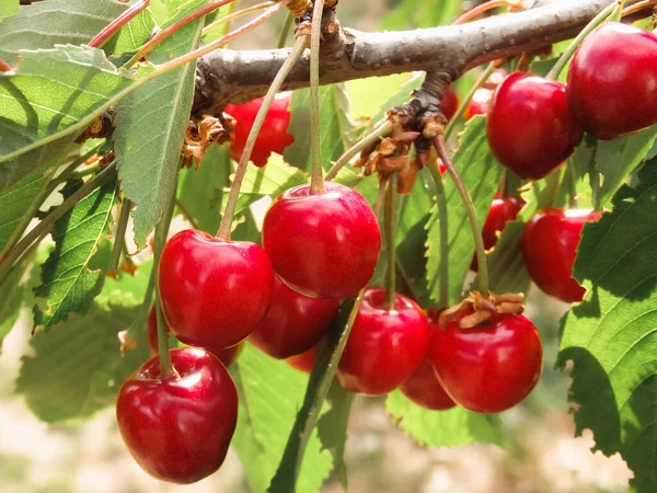 stock image Red Cherries hanging on a cherry tree branch. Macro shot on Ripe Sweet Cherries Fruit on the Tree in the summer garden.