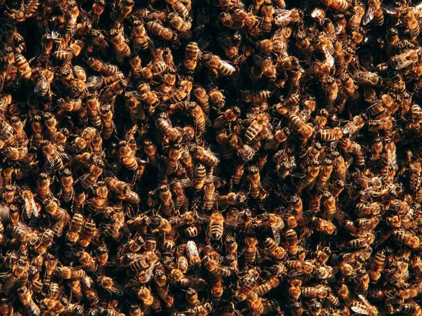 Φόντο Μελισσοκομίας Επιλεκτική Εστίαση Κοντινό Πλάνο Των Μελισσών Σμήνη Μελισσών — Φωτογραφία Αρχείου