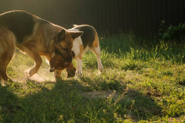 两只狗互相争斗 好斗的狗狗的攻击 德国牧羊人 — 图库照片
