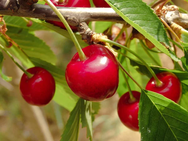 Red Cherries Hanging Cherry Tree Branch Macro Shot Ripe Sweet — Stock Photo, Image