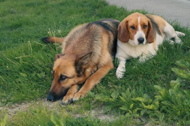 İki Dog en iyi arkadaşı dışarıda oynuyorlar. Sırtüstü uzanıyorduk. En iyi arkadaşlar.