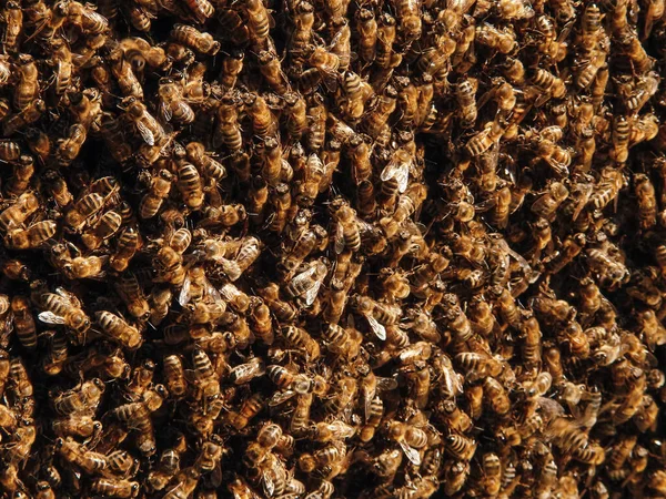 Пчеловодческое Прошлое Выборочный Фокус Крупный План Пчел Рой Пчёл Тысячи — стоковое фото