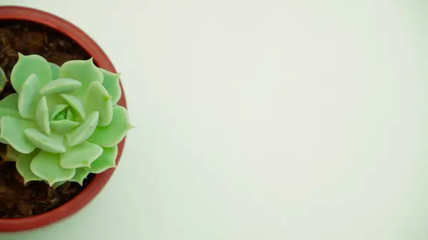 Πυκνό Μια Κατσαρόλα Κάκτος Χυμώδης Λουλούδι Closeup Copyspace Καλοκαίρι Πράσινο — Φωτογραφία Αρχείου