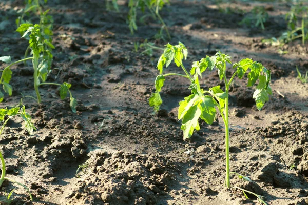 Sadzonki Pomidorów Rosną Otwartym Terenie Ogród Warzywny Podwórku Rolnictwo Wiosenne — Zdjęcie stockowe