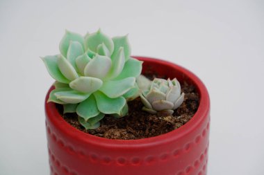 Tencerede sulu. Kaktüs sulu çiçek yakın çekim, kopyalanma alanı. Yaz yeşili botanik çiçek süslemesi.