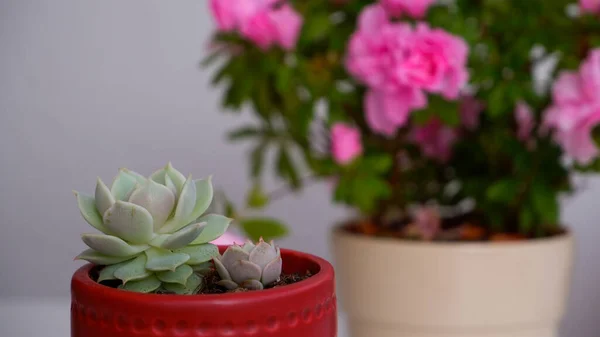 Echeveria Suculenta Con Flor Rosa Sobre Fondo Blanco Decoración Floral — Foto de Stock