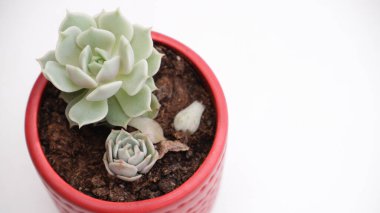 Tencerede sulu. Kaktüs sulu çiçek yakın çekim, kopyalanma alanı. Yaz yeşili botanik çiçek süslemesi.