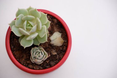 Tencerede sulu. Kaktüs sulu çiçek yakın çekim, kopyalanma alanı. Yaz yeşili botanik çiçek süslemesi.