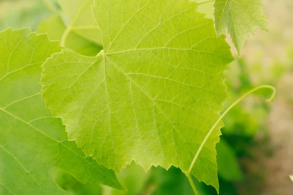 Schöne Traubenblätter Einem Weinberg Weinberg Hintergrund Sommer Trauben Blätter Textur — Stockfoto