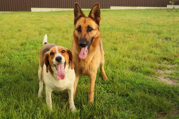Zabawne Wesołe Psy Spacerują Trawniku Dwa Psy Grają Zabawnej Uroczej Obrazy Stockowe bez tantiem
