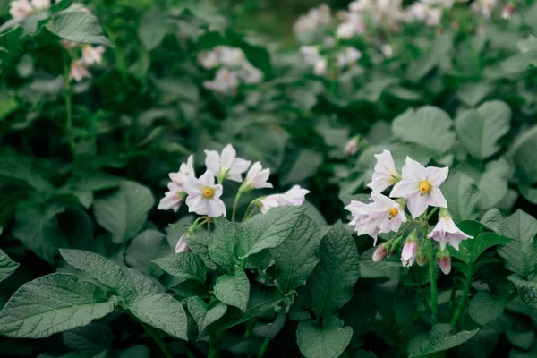 Blühende Kartoffeln Kartoffelblumen Blühen Sonnenlicht Weiße Blume Der Blühenden Kartoffelpflanze — Stockfoto