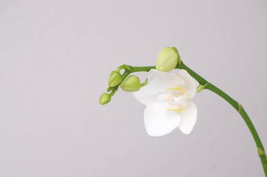 Kremalı beyaz güney manolya çiçeği çiçeği. Manolya çiçekli kök. Çiçeğin tonlu fotoğrafını kapat. Çiçek bileşimi dekoratif arka plan.