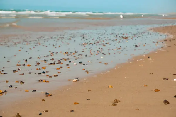 Άμμος Και Κύματα Διαφορετικά Κελύφη Στην Άμμο Στη Βόρεια Θάλασσα — Φωτογραφία Αρχείου