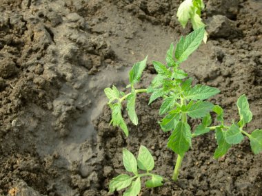 Serada domates çalıları var. Çiftçilik ve ekme kavramı. Bahçıvanlık, çiftçilik, sebze yetiştirme. Sebze bahçesinde domates tohumu ekiyorum..