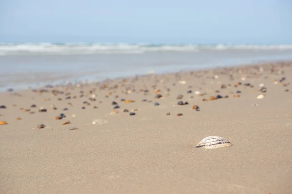 Sand Und Wellen Mit Unterschiedlichen Muscheln Auf Dem Sand Der — Stockfoto