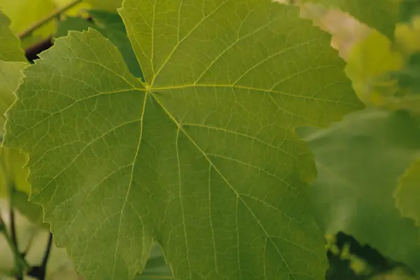 Prachtige Druivenbladeren Een Wijngaard Wijngaard Achtergrond Zomer Druivenbladeren Textuur Van — Stockfoto