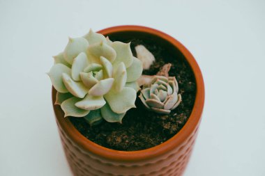 Tencerede sulu. Kaktüs sulu çiçek yakın çekim, kopyalanma alanı. Yaz yeşili botanik çiçek süslemesi.