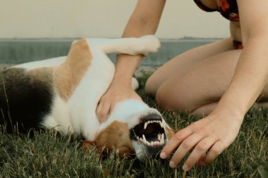 Arka bahçede köpeğiyle oynayan genç bir kadın. Mutlu köpek sırt üstü yatıp sahibine göbek masajı yaptırıyor..