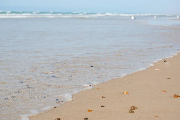 Άμμος Και Κύματα Διαφορετικά Κελύφη Στην Άμμο Στη Βόρεια Θάλασσα — Φωτογραφία Αρχείου