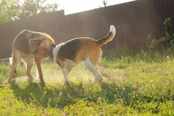 Dwa Psy Walczące Sobą Agresywne Psy Atak Psa Owczarek Niemiecki — Zdjęcie stockowe