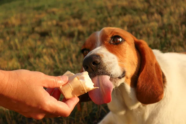 Estonian hound dog eats Ice-cream in a waffle horn. Woman holding an ice cream in her hand that the pet licks in the park in the summer. Selective focus of woman hand give a dog licking ice cream at the sunset.