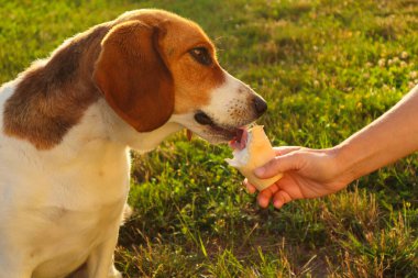 Estonya av köpeği gözleme boynuzuyla dondurma yiyor. Elinde dondurmayla gezen bir kadın yazın parkta yaladığı bir hayvan. Kadın elinin seçici odağı Gün batımında köpeğe dondurma yalarken.