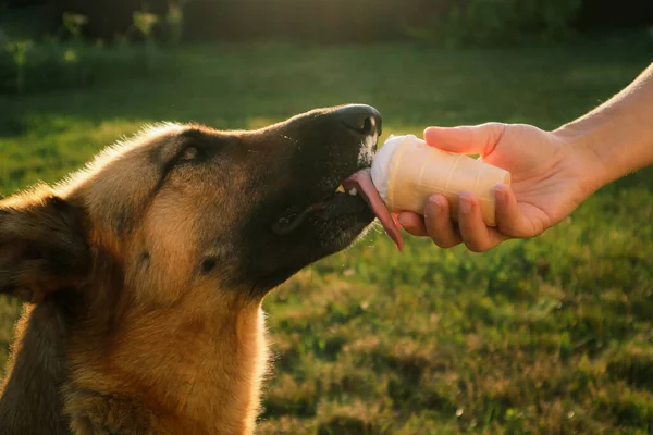 German shepherd dog eats Ice-cream in a waffle horn. Dog licking vanilla cone. Family, pet, animal and people. Selective focus of woman hand give a dog licking ice cream.