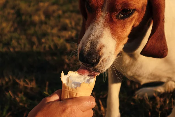 Estonya av köpeği gözleme boynuzuyla dondurma yiyor. Elinde dondurmayla gezen bir kadın yazın parkta yaladığı bir hayvan. Kadın elinin seçici odağı Gün batımında köpeğe dondurma yalarken.