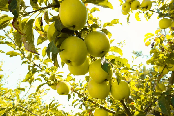 Delicious yellow apples hanging on a tree branch in an apple orchard. Apple tree - branches with yellow apples