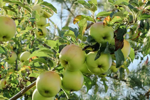 Vue Rapprochée Des Pommes Vertes Non Mûres Sur Les Branches — Photo