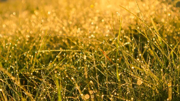Вид Низким Углом Желтую Зеленую Траву Капельками Росы Солнечном Свете — стоковое фото