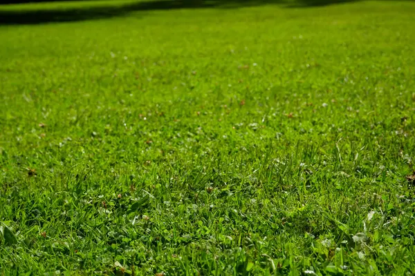 A lawn mowed by a robotic lawnmower in a public park. Texture of lush green grass. Green freshly mowed lawn.