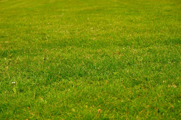 公園のロボット芝刈り機が芝刈りした芝生 緑豊かな草のテクスチャ グリーン新鮮な芝生 — ストック写真